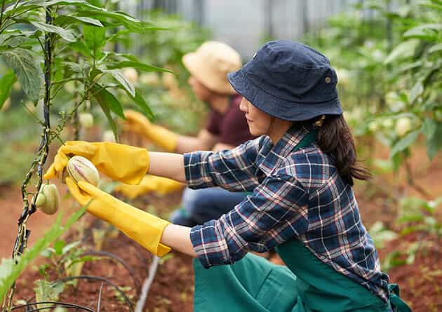 Modern Agriculture - 28圈娱乐APP